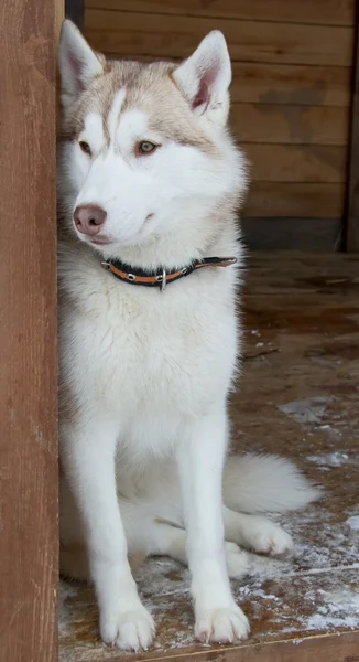 西伯利亚哈士奇犬种 — 图库照片