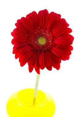 Vazoda sarı kırmızı gerbera
