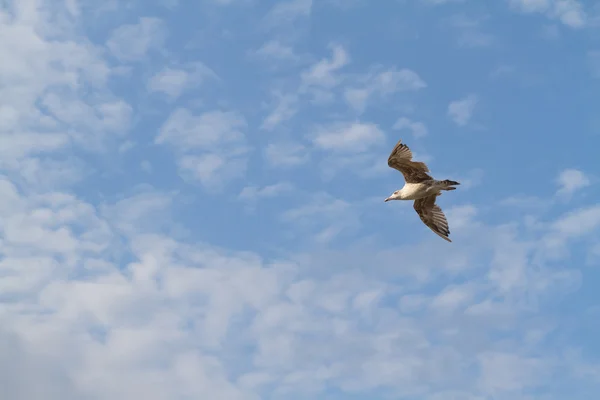 Альбатрос летает на фоне неба — стоковое фото
