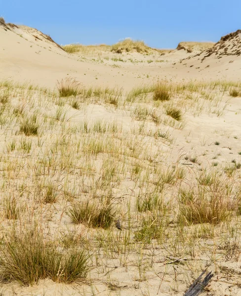 Dune Nagliu, flèche de Courlande, Lituanie — Photo