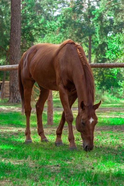 Forest brown horse