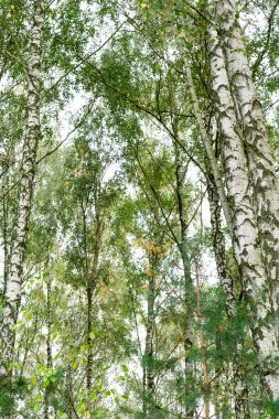 Birchwood, yakın çekim