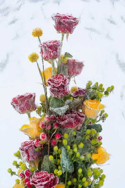 Roses rouges et jaunes glacées — Photo