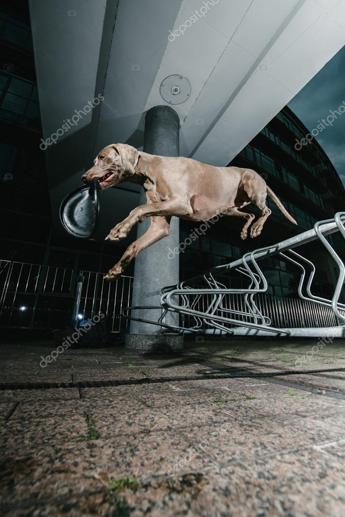 Weimaraner dog jumping mid air — Stock Photo © klausdyba70 15346089