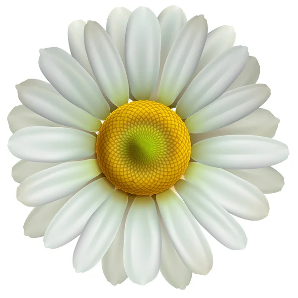 Chamomile flower, vector Eps10 illustration — Wektor stockowy