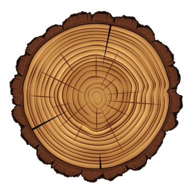 Cross section of tree stump isolated on white background, vector Eps 10 illustration. clipart