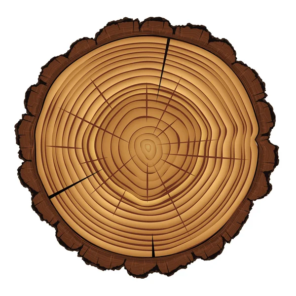 Cross section of tree stump isolated on white background, vector Eps 10 illustration. — Stock Vector