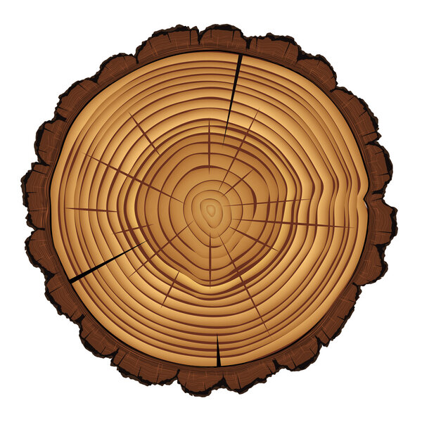 Cross section of tree stump isolated on white background, vector Eps 10 illustration.