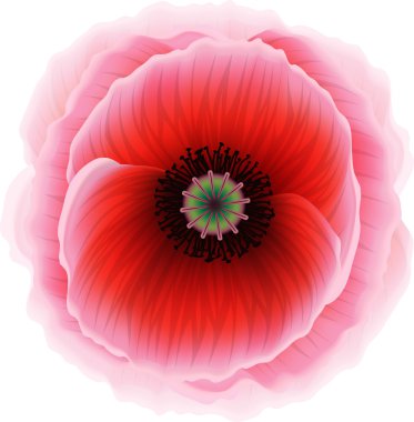 Free Free 65 Sweet Red Poppy Svg SVG PNG EPS DXF File