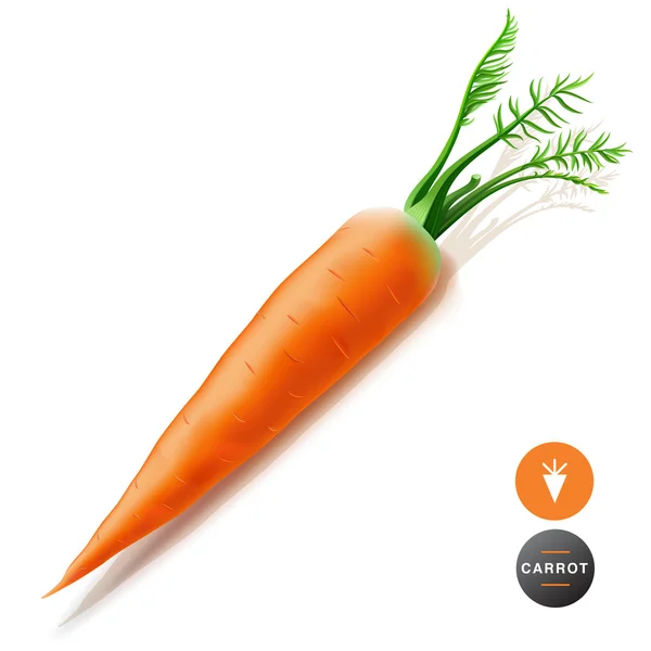 Cenoura — Vetor de Stock
