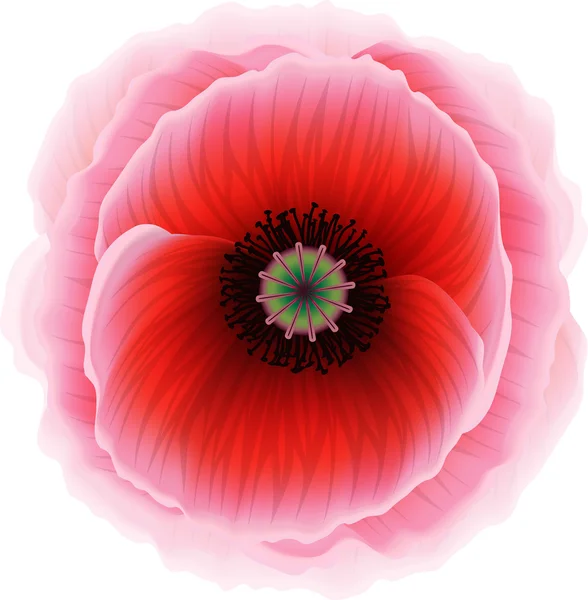 Red poppy flower — Stock Vector