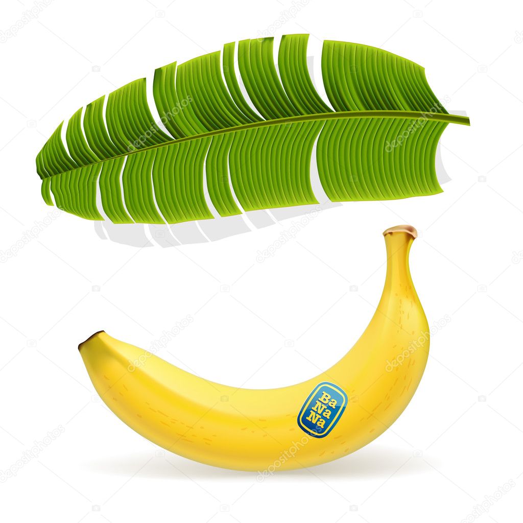 Ripe yellow banana under palm leaf