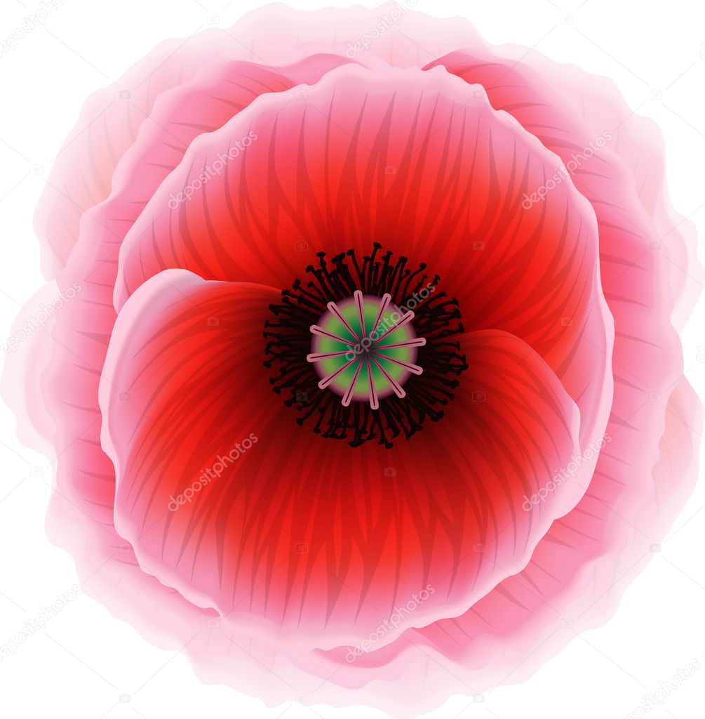 Red poppy flower