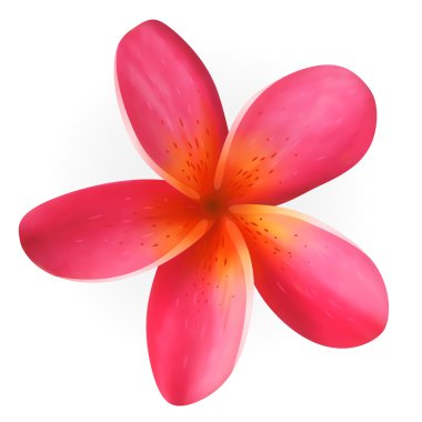 pembe plumeria çiçek üzerinde beyaz izole
