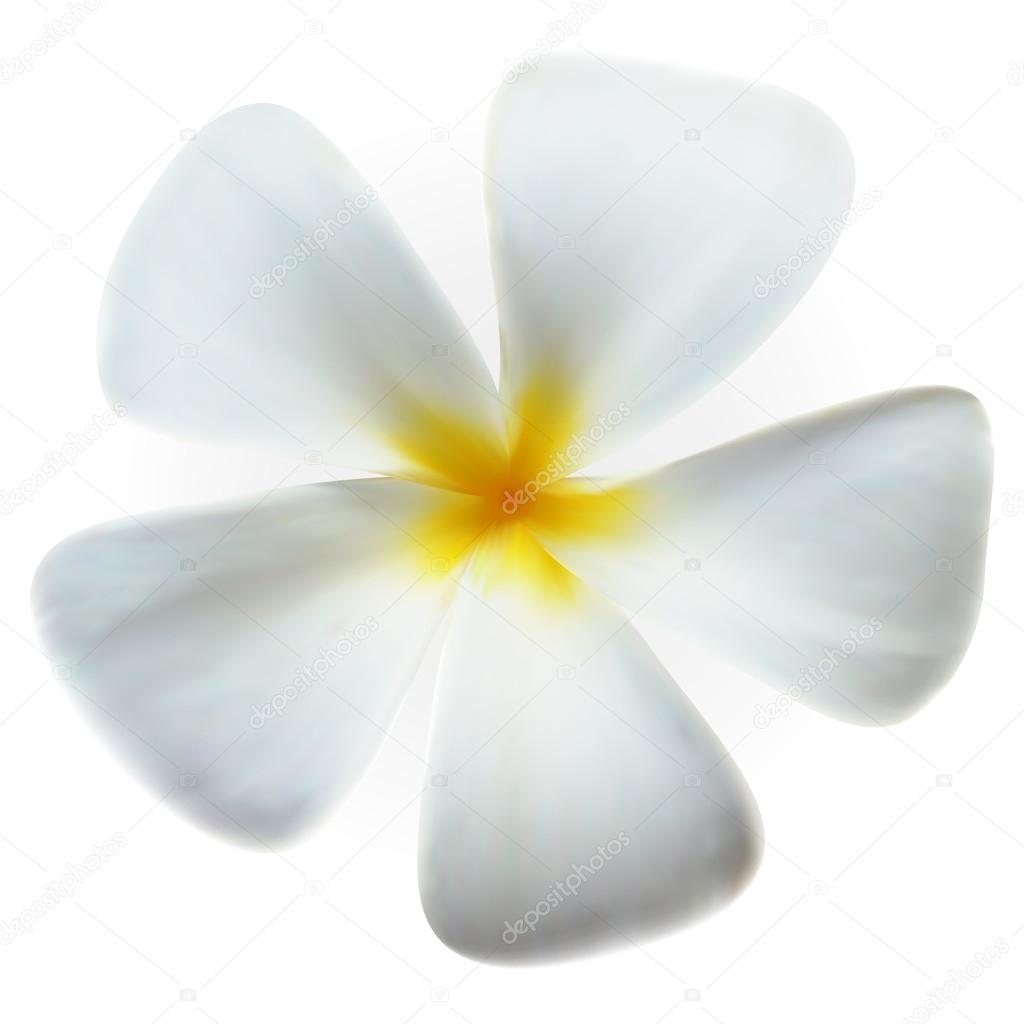 Frangipani plumeria Spa Flower isolated on white
