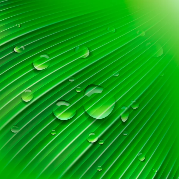 Hoja verde con gotas de agua — Vector de stock