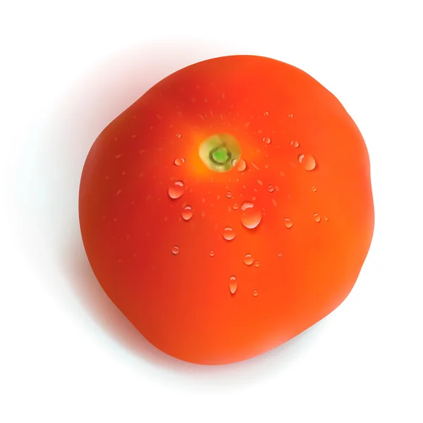 Tomate vermelho isolado sobre fundo branco — Vetor de Stock