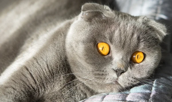 Sunny kočka s oranžové oči — Stock fotografie
