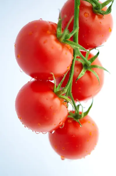 Pomodori ciliegia — Foto Stock