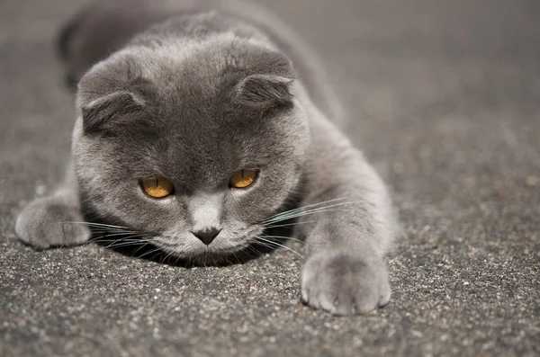 Jagdkatze mit den großen orangefarbenen Augen — Stockfoto