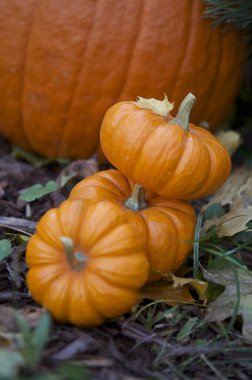 kabaklar sonbahar Bahçe