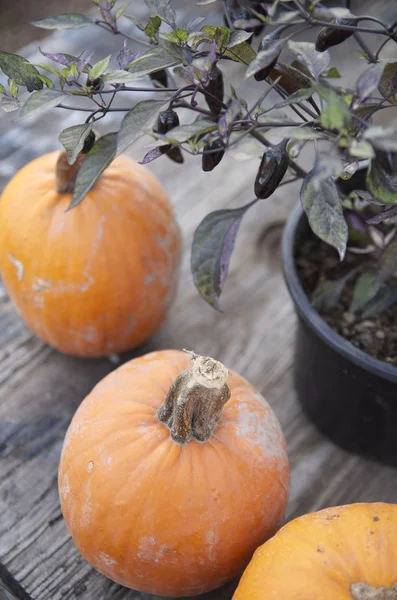 The pumpkins and a pot of ornamental black pepper — Stock Photo, Image