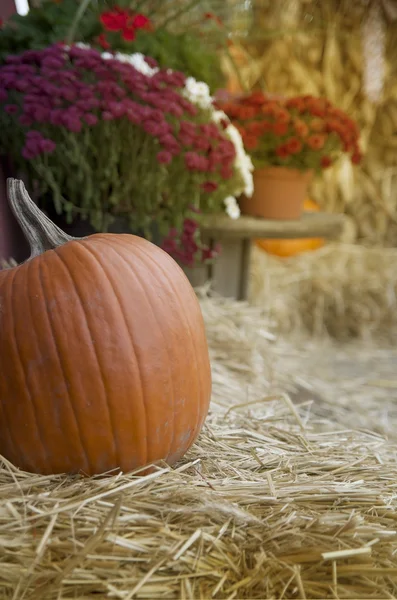 Una calabaza y flores de otoño en el heno Fotos De Stock Sin Royalties Gratis