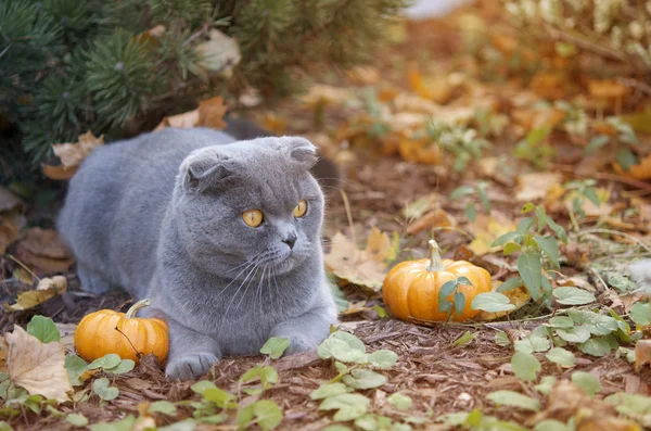 Katze und Kürbisse im Herbst-Bauerngarten Stockbild