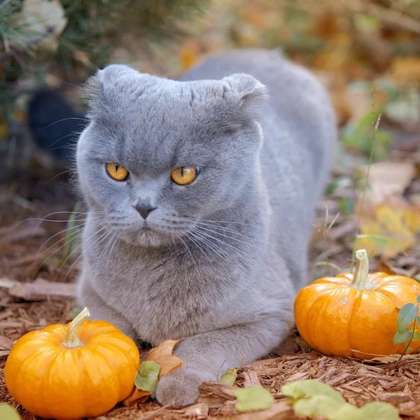 Halloween kočka s malou dýně — Stock fotografie