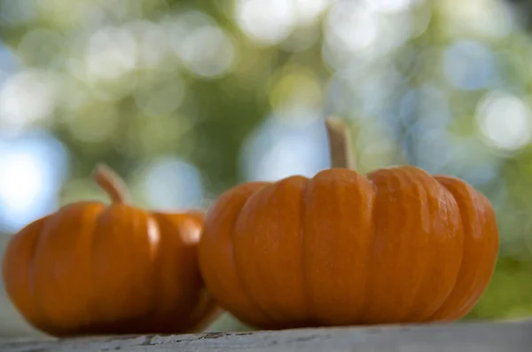 Calabazas con el fondo bokeh verde claro — Foto de Stock