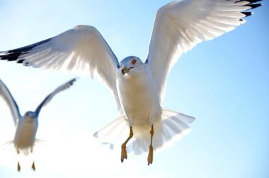 Martılar günbatımı bir ışık. Atlas Okyanusu