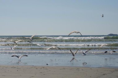 Martılar günbatımı bir ışık. Atlas Okyanusu