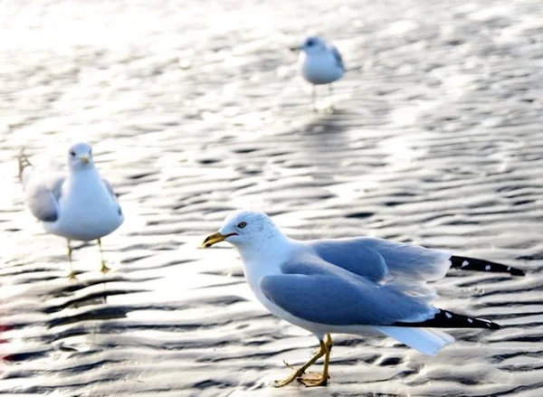 Seagulls in the sunset light. Atlantic Ocean — Stock Photo, Image