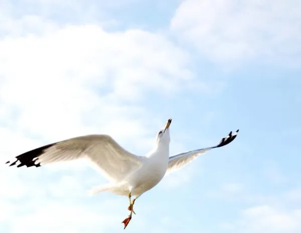 Seagulls in the sunset light. Atlantic Ocean — Stock Photo, Image