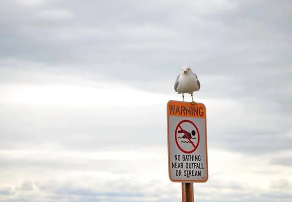 Gaviotas en la luz del atardecer. Océano Atlántico — Foto de Stock