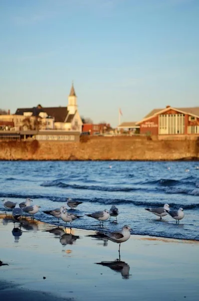 Gaviotas en la luz del atardecer. Océano Atlántico —  Fotos de Stock