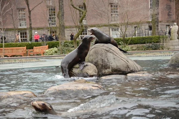 Gatos marinos jugando en el zoológico de Nueva York —  Fotos de Stock