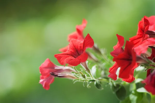 Petunia — Stock Photo, Image