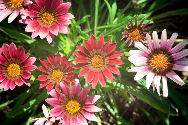 Mixed color gazania — Stock Photo, Image