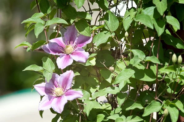 Clematis flowers — Stock Photo, Image