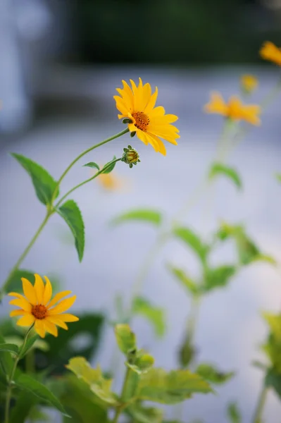 夏の野の花 — ストック写真