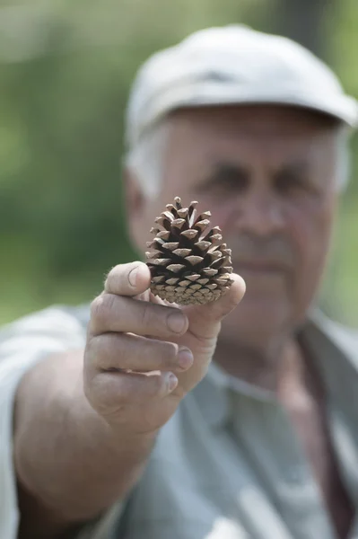 Man holds the pine cone — Stock Photo, Image