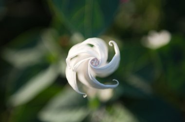 Datura çiçek tomurcuk