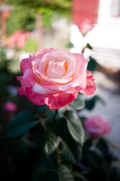 美的色彩鲜艳的玫瑰 — 图库照片