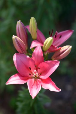 Lily'i yakın çekim