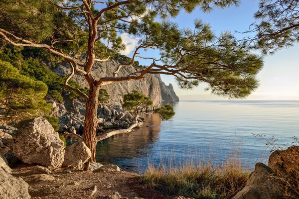 夏の海沿いの樹木が茂った崖の風景。黒海. — ストック写真