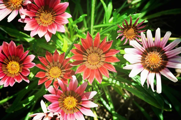 Mixed color gazania — Stock Photo, Image