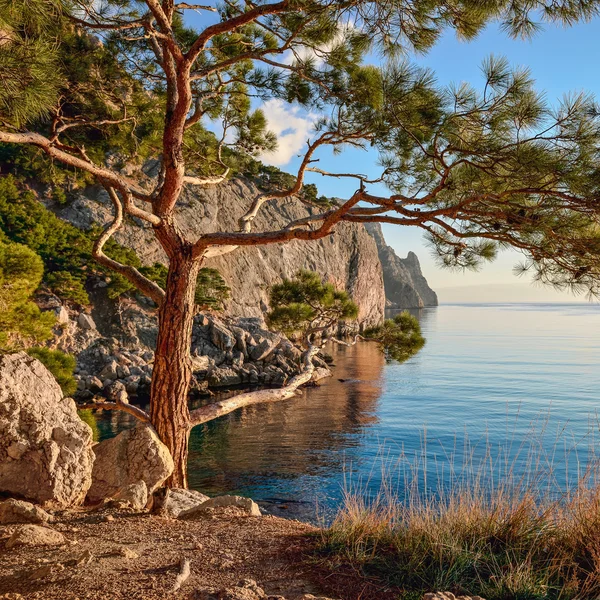 夏の海沿いの樹木が茂った崖の風景。黒海. — ストック写真