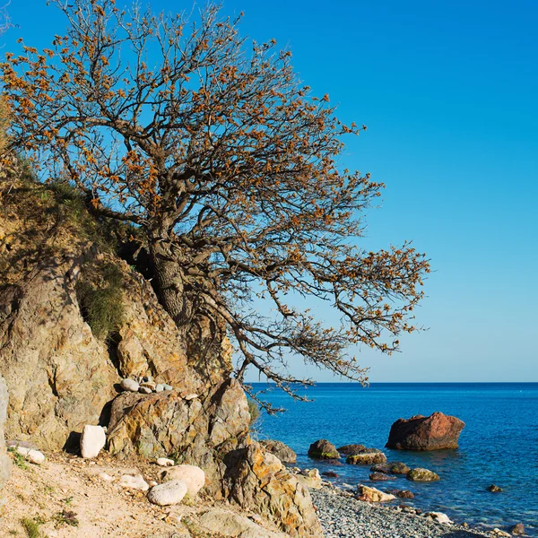 Árbol de Crimea sobre el paisaje marino —  Fotos de Stock