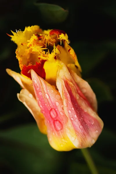 Tulipani con gocce d'acqua su di esso — Foto Stock